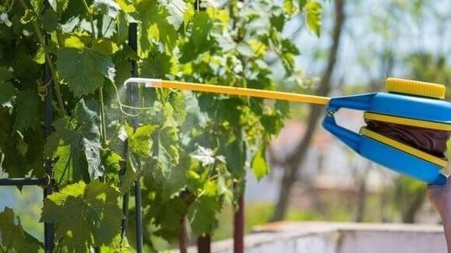 Применение фунгицида Фалькон для винограда, зерновых культур, свеклы