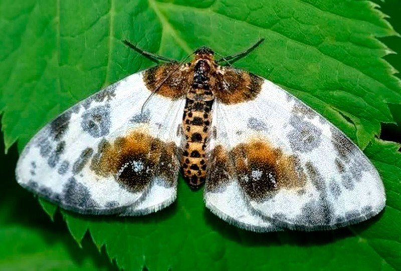 Пяденица вязовая ночная бабочка