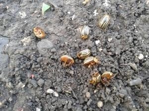 Личинка колорадского жука в земле