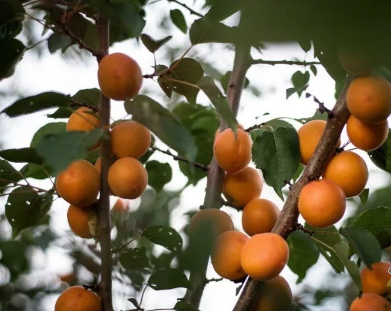 Сорт абрикоса горный абакан
