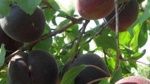 Черный абрикос Черный принц: как вырастить экзотический фрукт