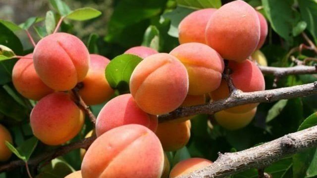 Описание сорта абрикосов Водолей, характеристики плодоношения и устойчивость к заболеваниям