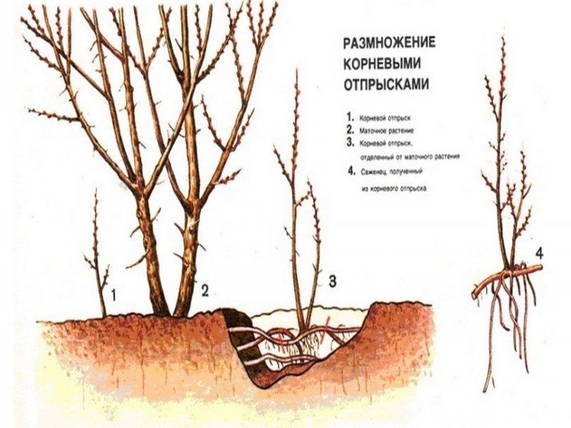 Облепиха размножение корневыми отпрысками