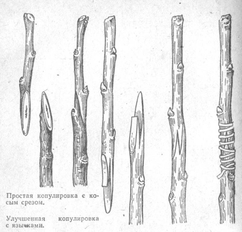 Прививка плодовых улучшенная копулировка