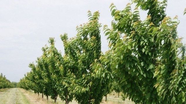 Посадка черешни с закрытой корневой системой: летом, после сбора урожая в июле, как часто поливать