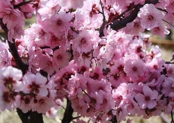 Японская груша цветение