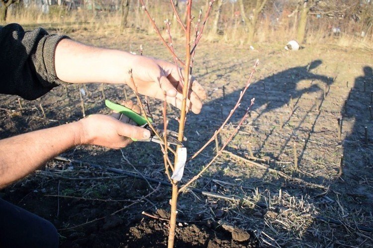 Обрезка плодовых деревьев