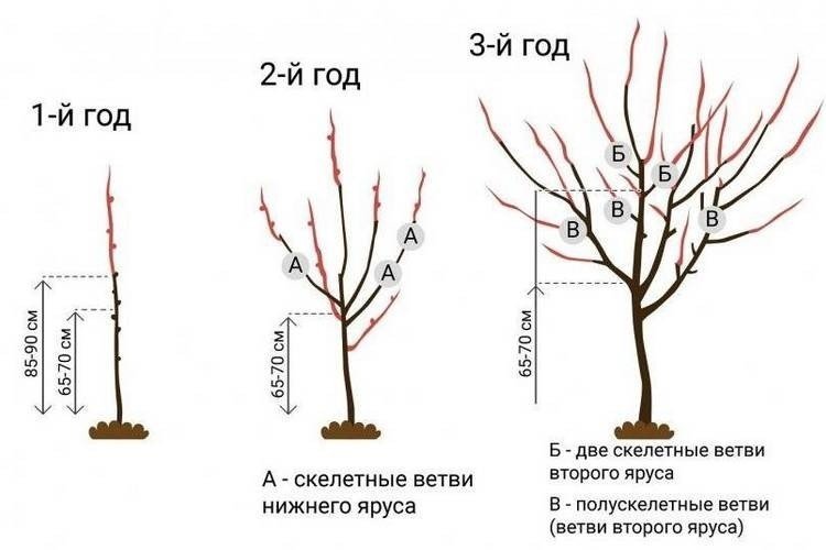 Способы формирования кроны