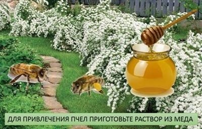 Пчела собирает мед