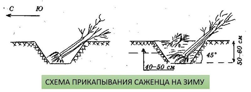 Схема посадки черной смородины весной