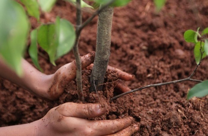 Удобрение для корневой системы плодовых деревьев