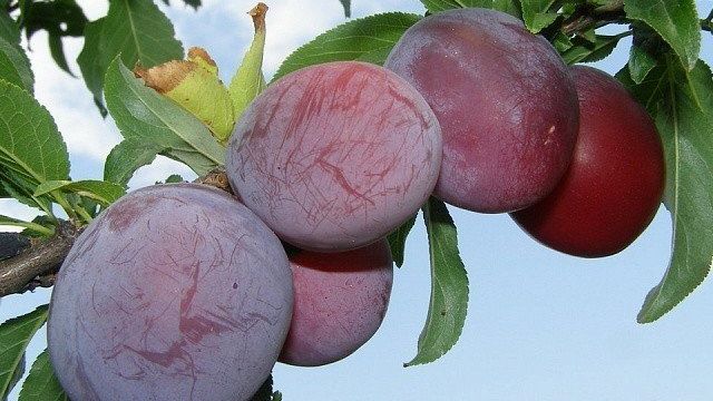 Сорта слив-гигантов, у которых каждый плод будет весить более 70 грамм