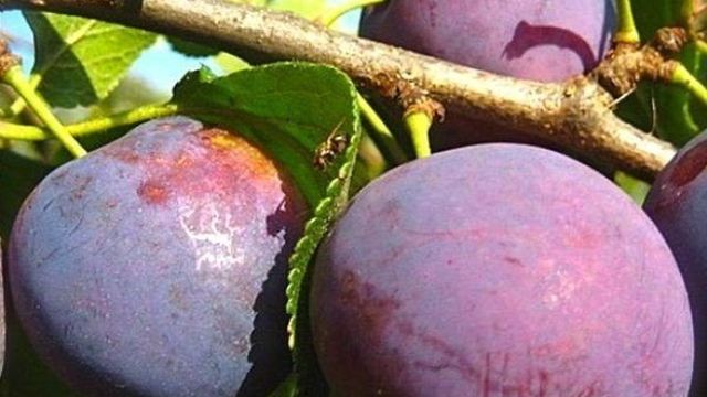Слива «Стартовая»: подробное описание высокоурожайного сорта и его фото