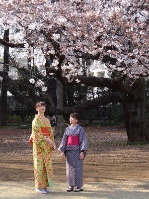 Национальный праздник цветения сакуры в японии