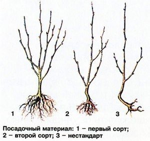 Посадочный материал вишни