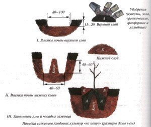 Схема посадки саженцев плодовых деревьев