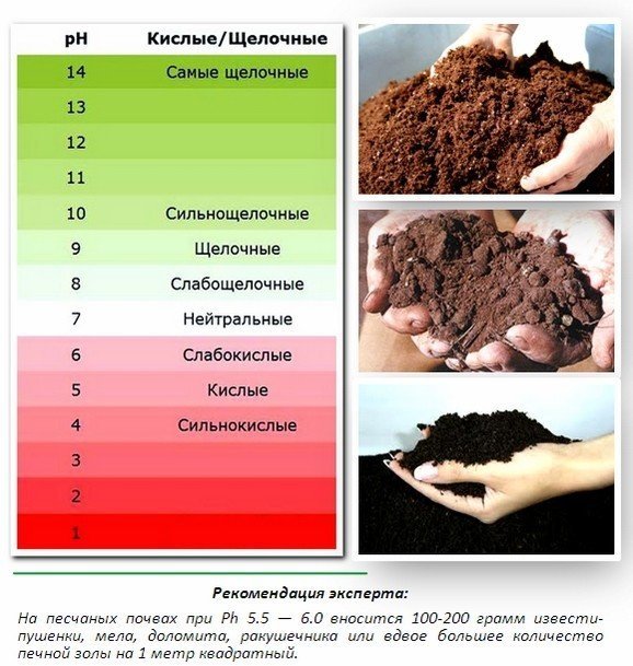 Кислотность почвы для растений