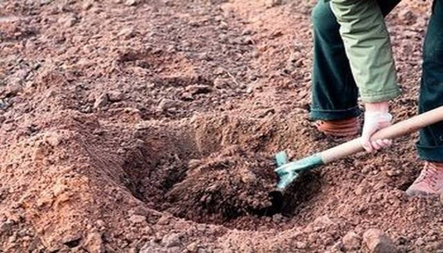 Подготовка почвы глинистой для посадки ежевики осенью