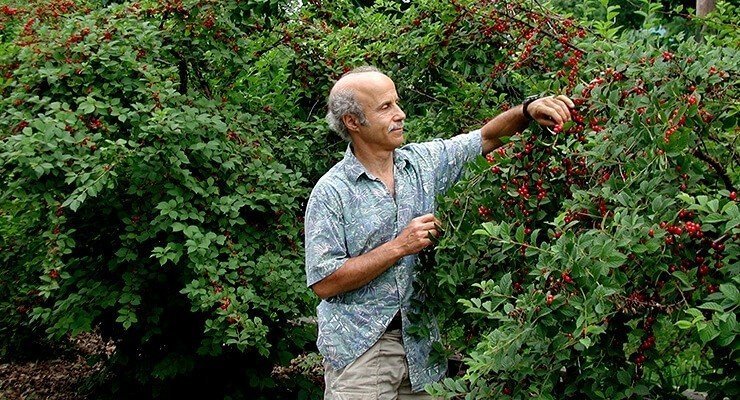 Когда нужно собирать войлочную вишню