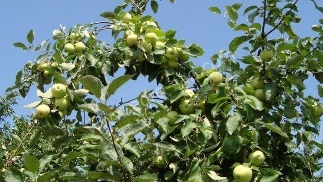 Ароматное яблоко Белый налив: описание и фото сорта, особенности выращивания и другие нюансы