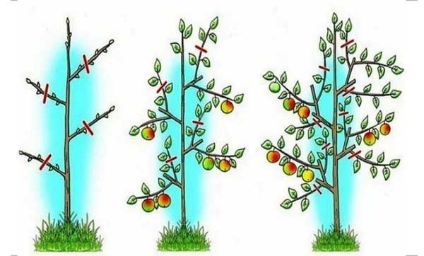 Формирование колоновидной яблони весной