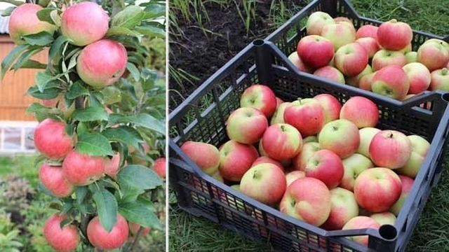 Характеристики и описание колоновидного сорта яблони Валюта, выращивание и уход