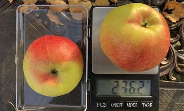 Вес яблок валюта