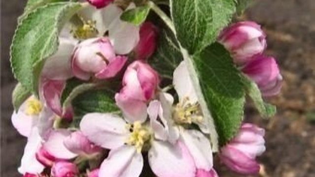 Колоновидная яблоня «Васюган» (25 фото): описание и характеристика сорта, как провести обрезку летом, отзывы