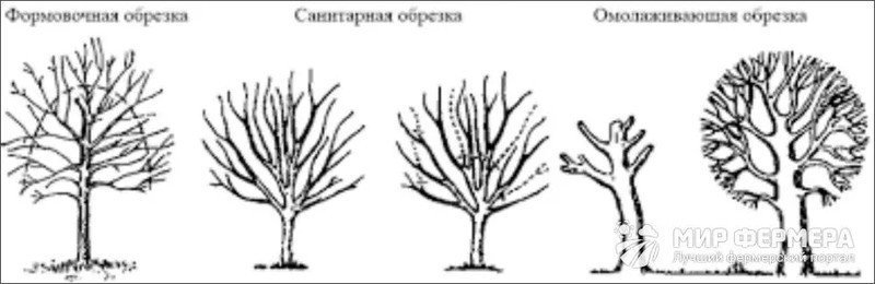 Санитарная обрезка деревьев схема