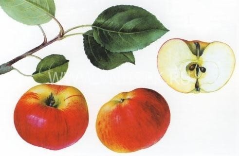 Сорт яблони слава мичурина