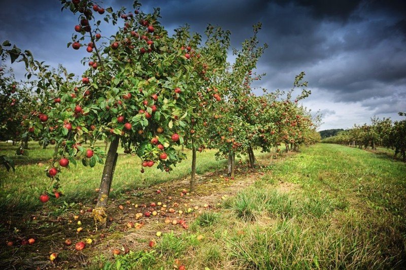 Яблоневый сад мичурина