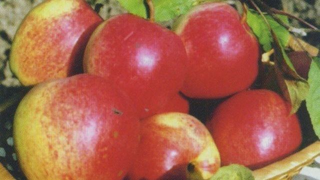 Сорта яблок для волгоградской области