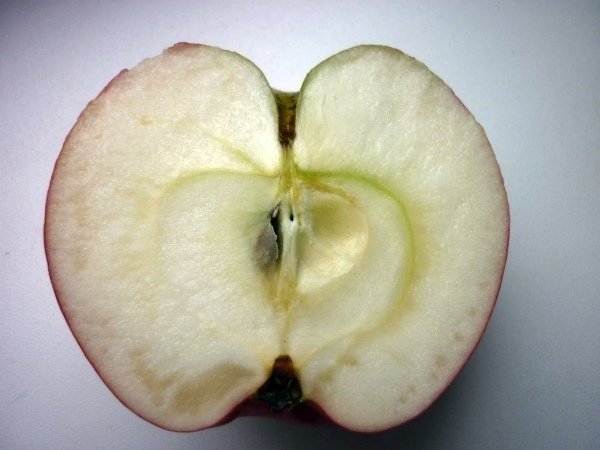 Продольный разрез яблока