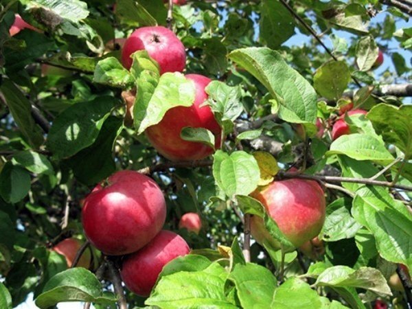 Саженцы яблоня жигулевское