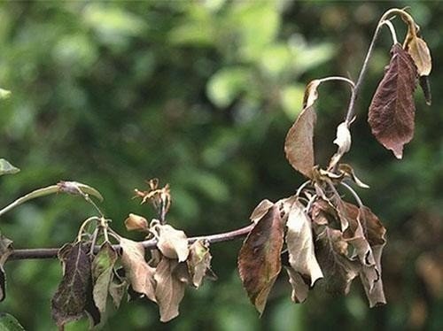 Монилиоз груши листья