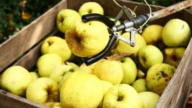 Яблоня Антоновка: описание сорта яблок, посадка и уход