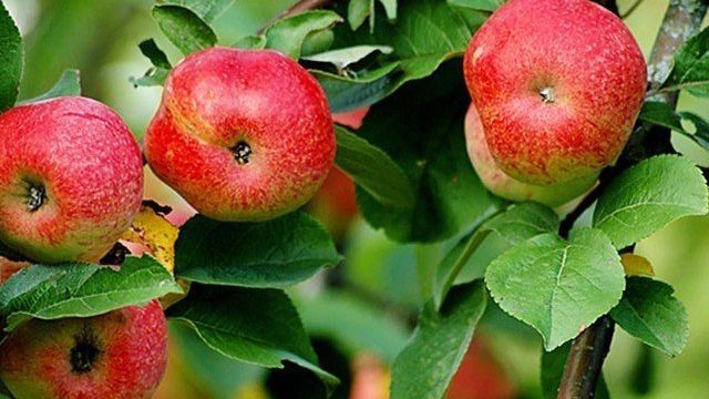 Яблоня “Бельфлер-китайка”: особенности выращивания и уход