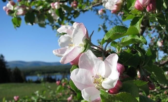 Цветет яблоня пинк роуз