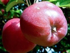 Сорт яблони глостер