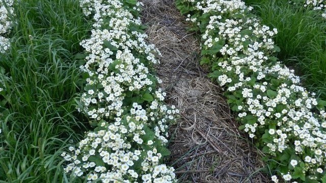 Почвопокровные многолетники цветущие алиссум белый