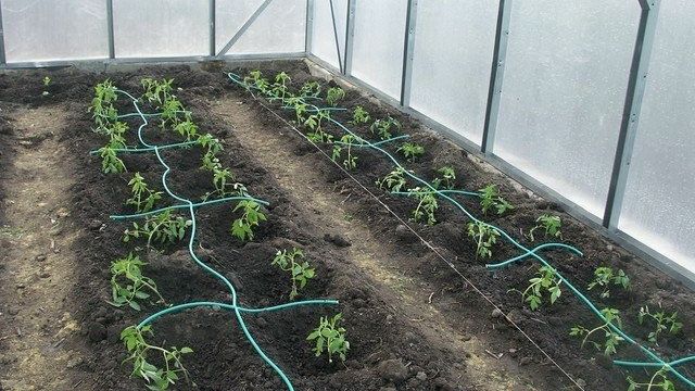 Какой должна быть почва для помидоров в теплице