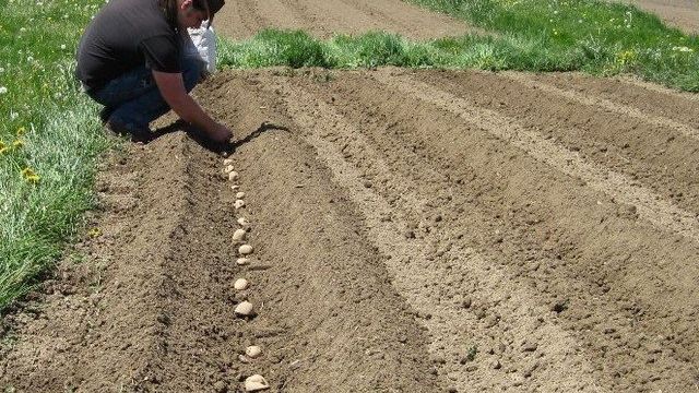 Выращиваем картофель по Митлайдеру