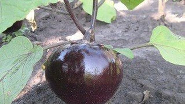 Правила выращивания баклажана черный красавец, описание сорта