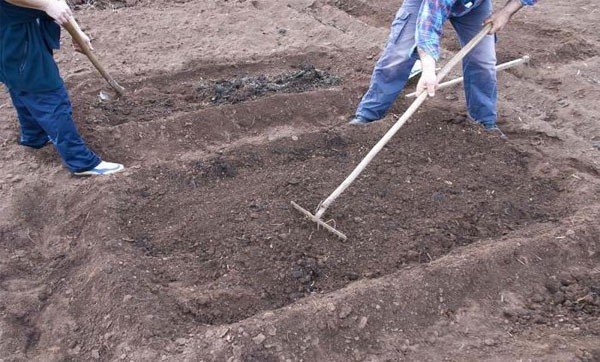 Подготовка почвы для посадки картофеля