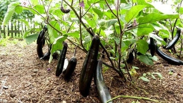 Правильное выращивание и уход за баклажанами в открытом грунте