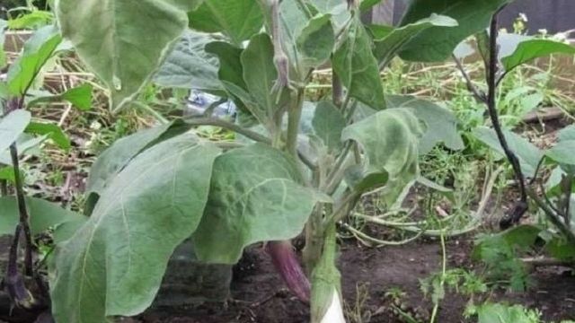 Проблемы с рассадой баклажанов: не растет, вянет, листья желтеют и сохнут