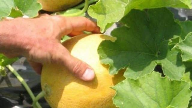 Выращивание дыни в Подмосковье в открытом грунте: какие сорта лучше выбирать, как правильно сажать семена