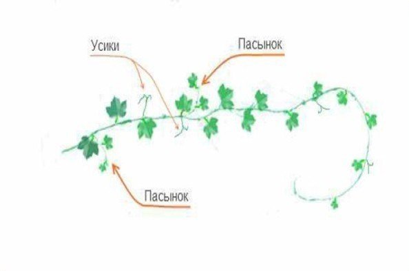 Схема посадки дыни и арбуза в открытом грунте