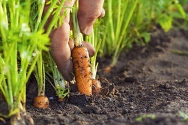 Посадка моркови урожайный огород