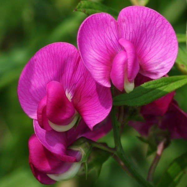 Фиолетовые цветы горошек душистый